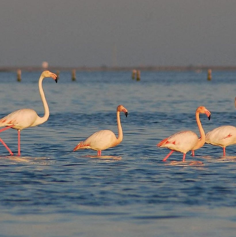 Les flamants roses du Delta, dans les étangs autour d'Alcanar Playa, résidence location, Groom Service Delta de l'Ebre